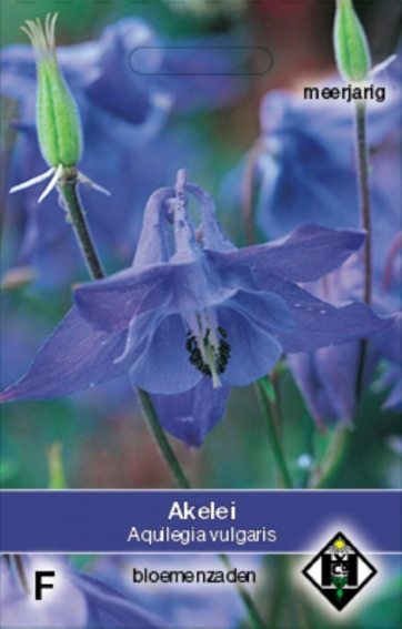 Gemeine Akelei (Aquilegia vulgaris) 125 Samen HE